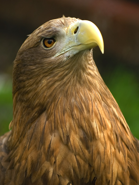 Seeadler