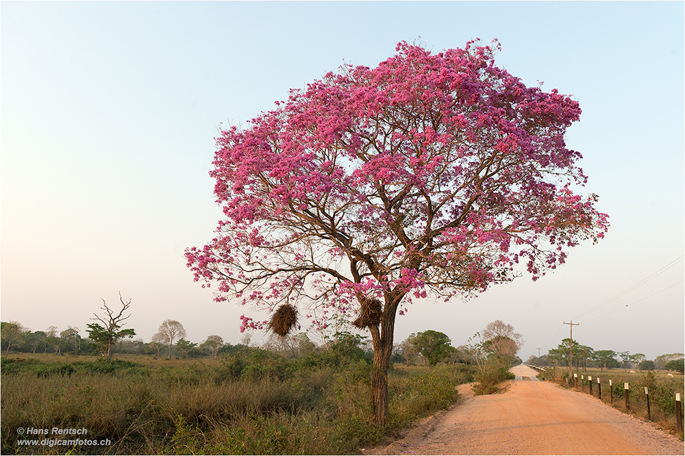 Baumblüten Pantanal