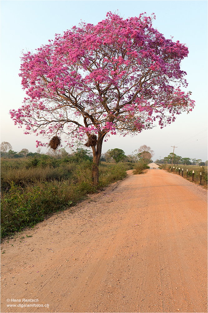 Baumblüten Pantanal