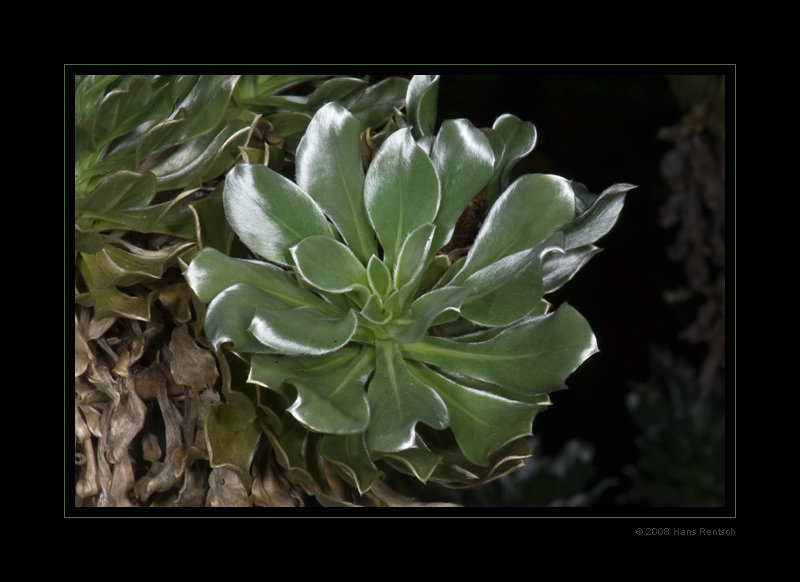 Botanischer-Garten Basel