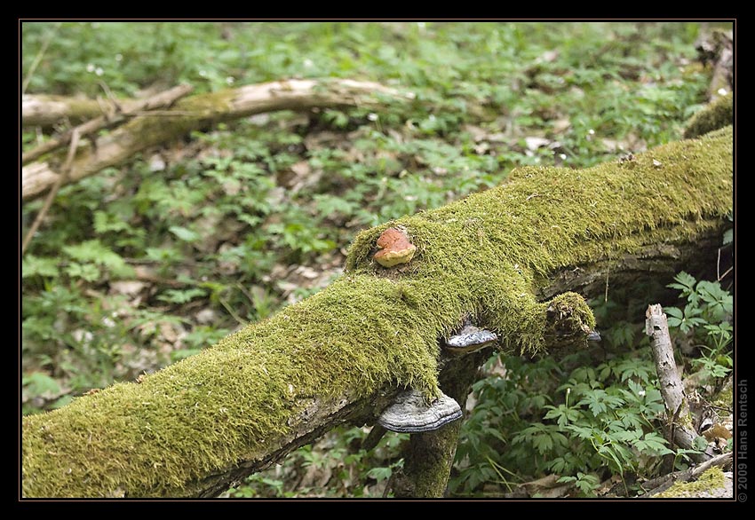 Bialowieza-Urwald