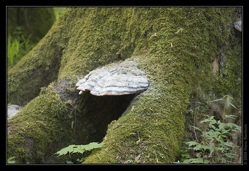 Bialowieza-Urwald