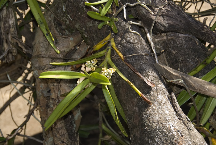 Blühende Orchideen