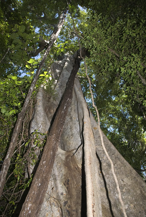 Einfach eindrücklich (Ankarana Madagaskar)