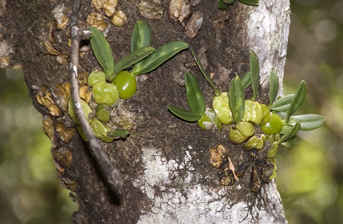 Orchideen in den Bäumen