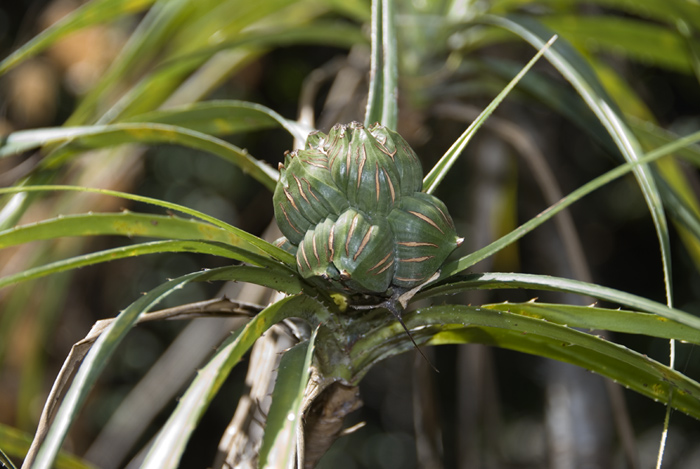 Name? Aufgenommen in Ankarana Madagaskar