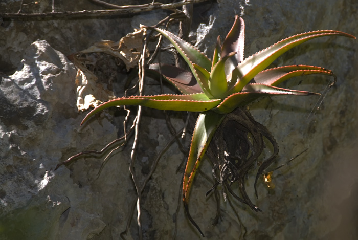 Fettpflanze im Gebirge Montagne des Francaise (Madagaskar)