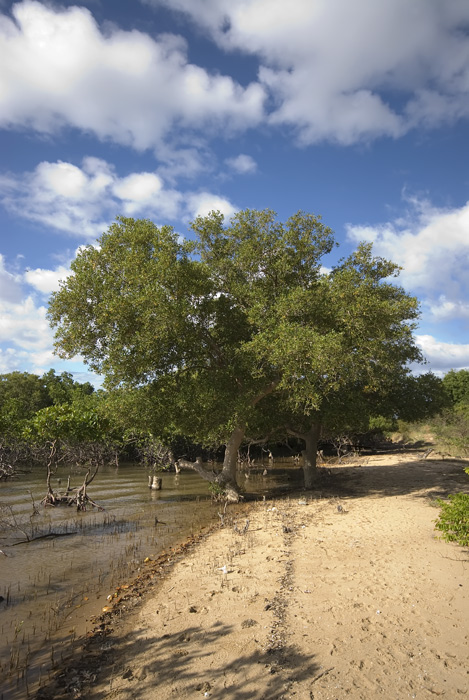 Mangrovenwald bei der King's Lodge Antsiranana