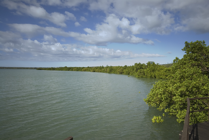 Mangrovenwald bei der King's Lodge Antsiranana