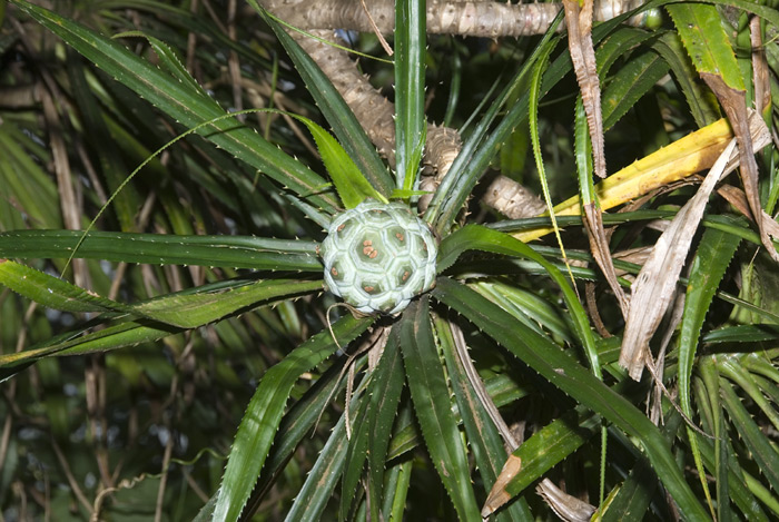 Pflanze aus Madagaskar