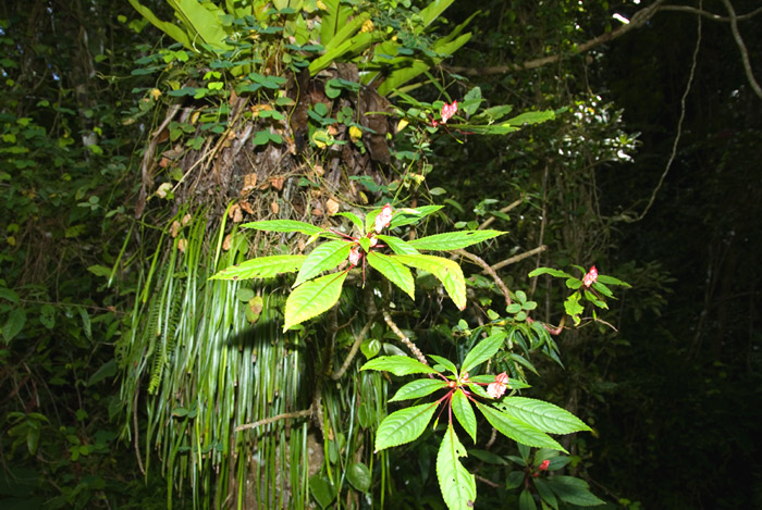 Regenwald Montagne d'Ambre