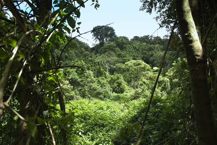 Regenwald Montagne d'Ambre