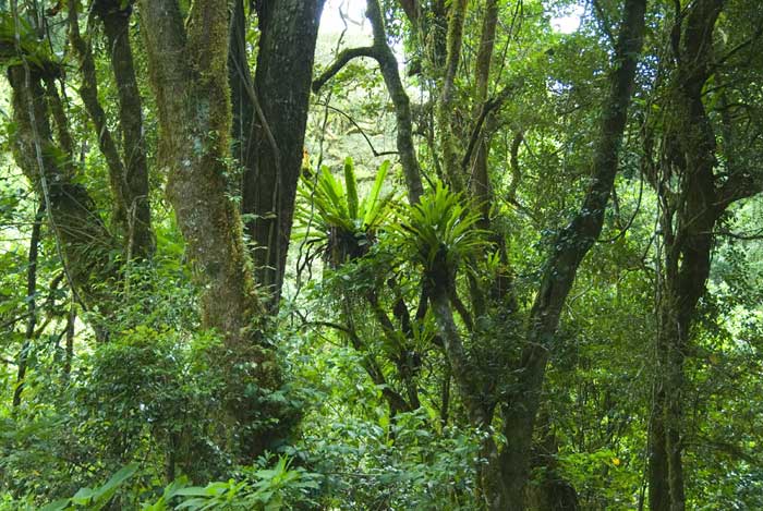 Regenwald Montagne d'Ambre