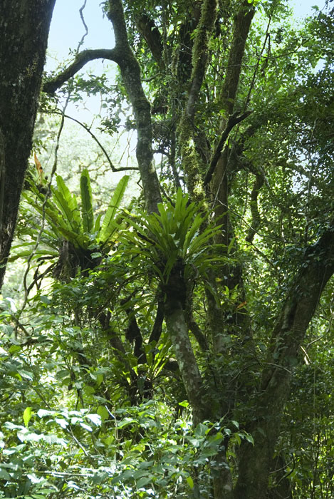 Regenwald Montagne d'Ambre