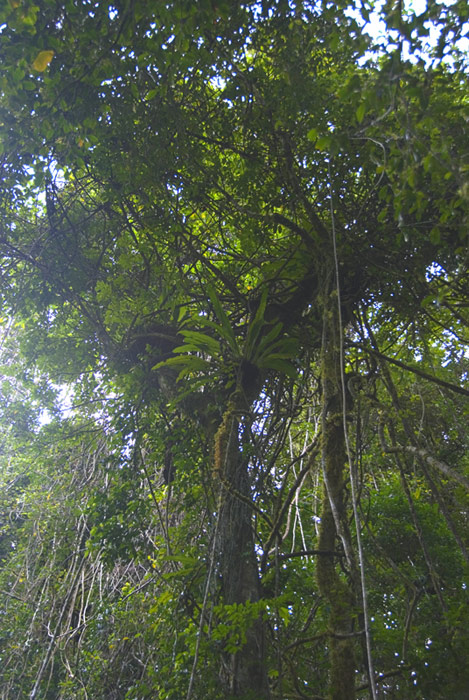 Regenwald Montagne d'Ambre