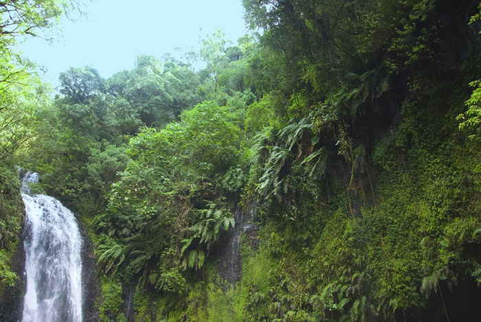 Wasserfall im Regenwald