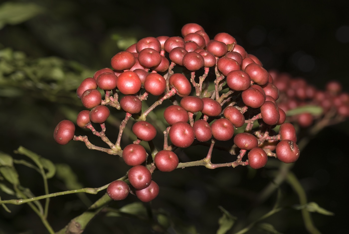 Rote Beeren