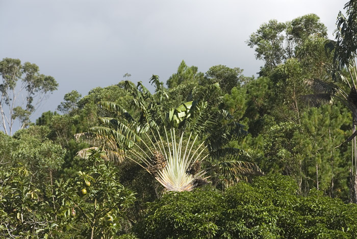 Tolle Palme