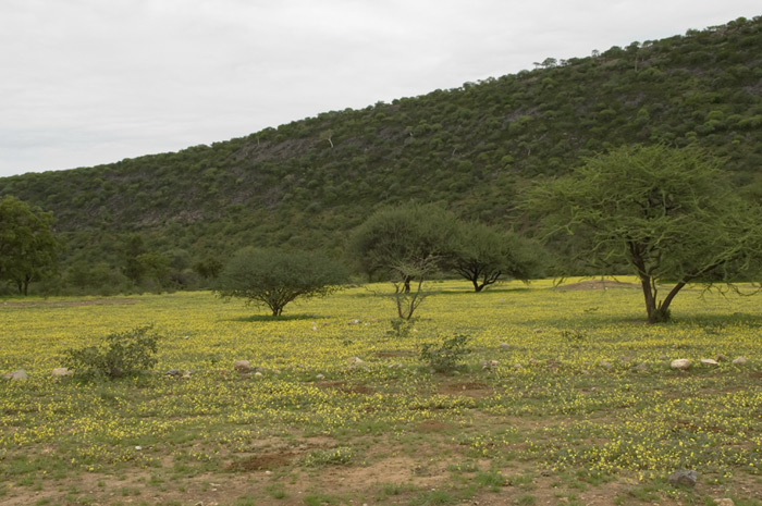 Landschaft in Namibia Feb. 2006