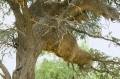 Baum mit riesigem Webernest