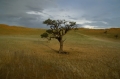 Stimmung, Weite, Baum einfach schön