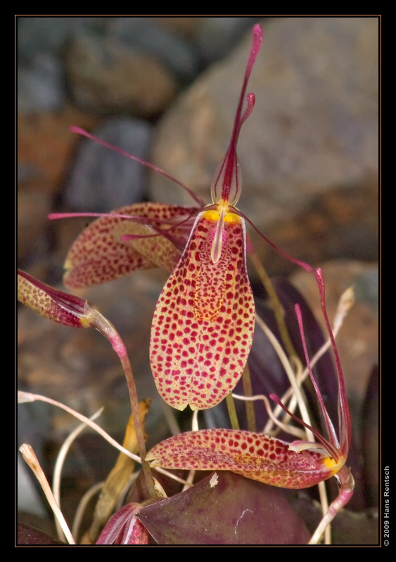 Orchidee Ausstellung Botanischer Garten Basel