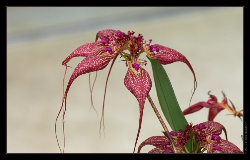 Orchidee Ausstellung Botanischer Garten Basel