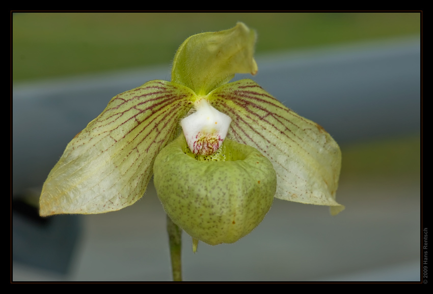 Orchidee Ausstellung Botanischer Garten Basel