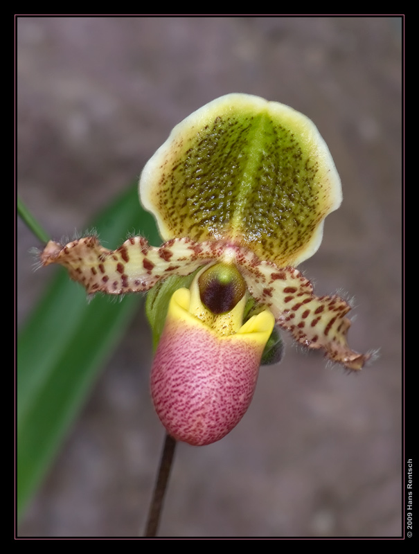 Orchidee Ausstellung Botanischer Garten Basel