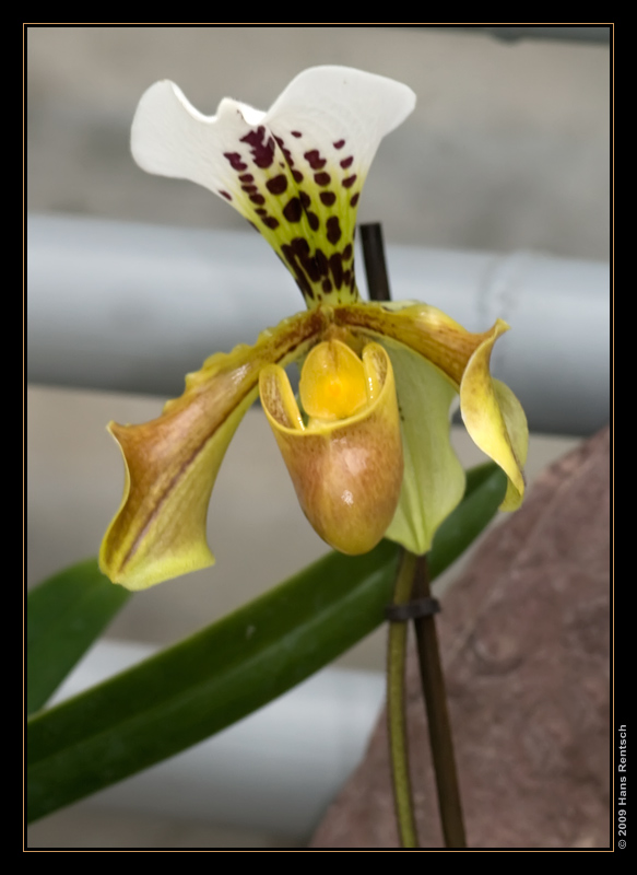 Orchidee Ausstellung Botanischer Garten Basel