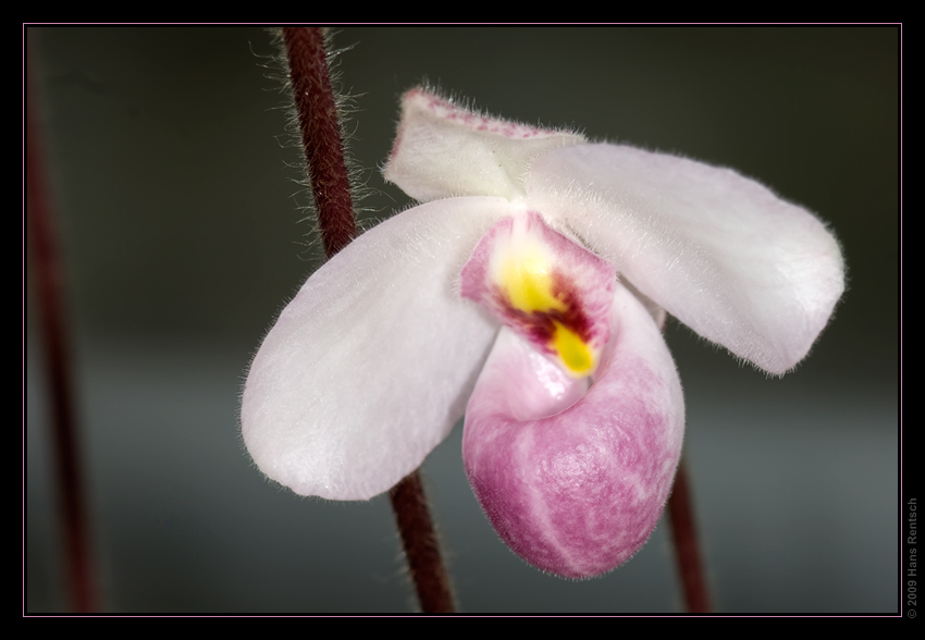 Orchidee Ausstellung Botanischer Garten Basel