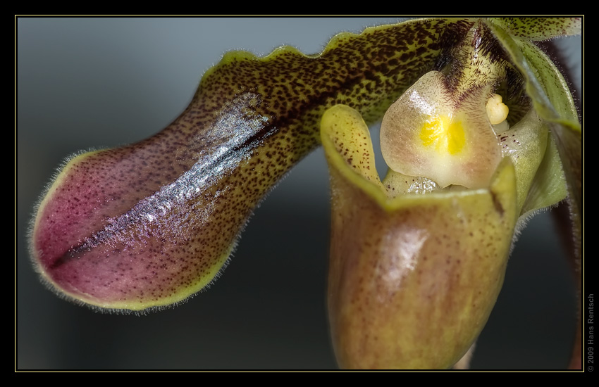 Orchidee Ausstellung Botanischer Garten Basel