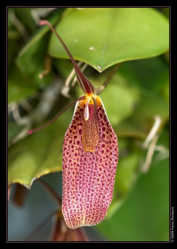 Orchidee Ausstellung Botanischer Garten Basel