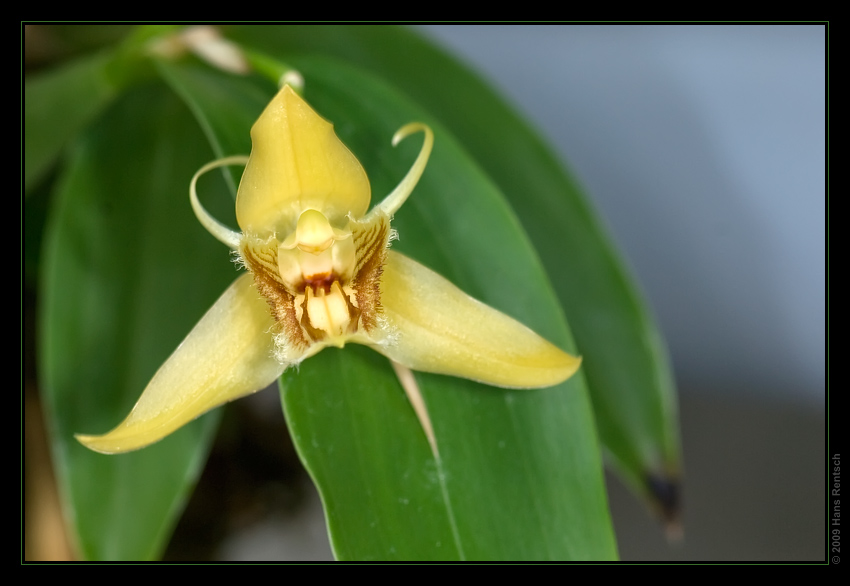 Orchidee Ausstellung Botanischer Garten Basel