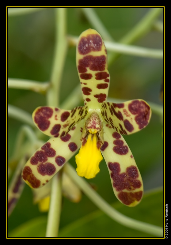 Orchidee Ausstellung Botanischer Garten Basel