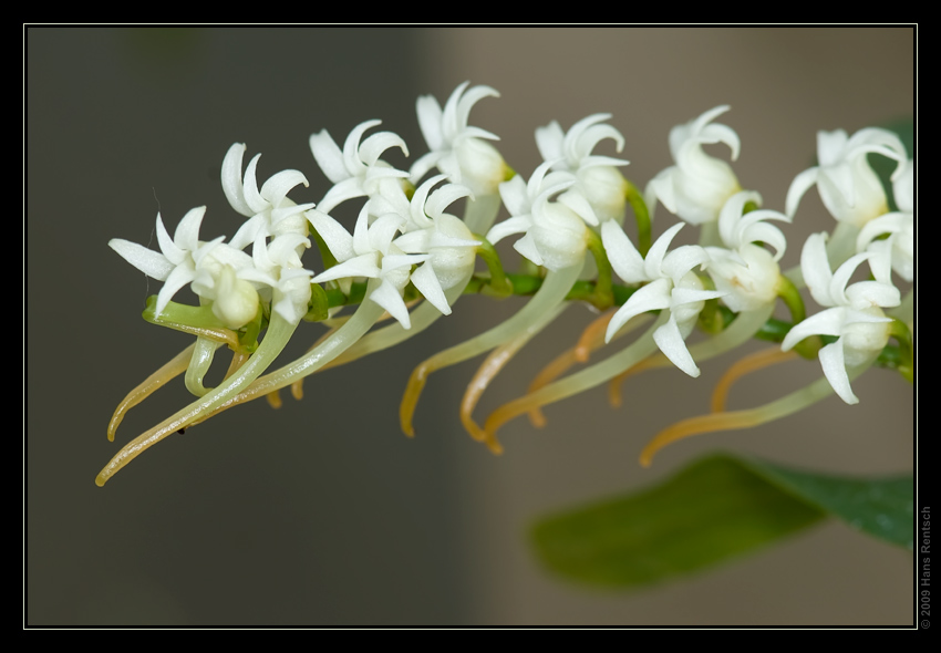 Orchidee Ausstellung Botanischer Garten Basel