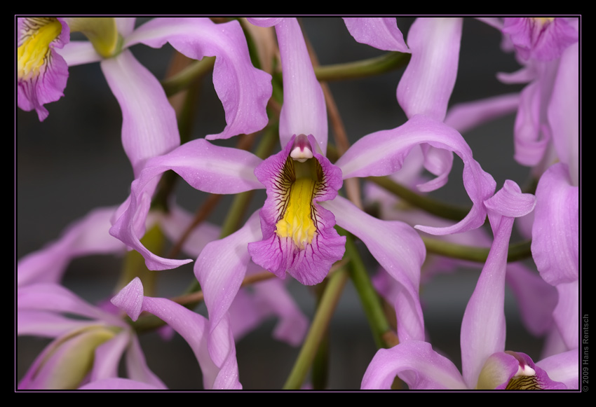 Orchidee Ausstellung Botanischer Garten Basel