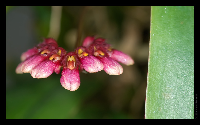 Orchidee Ausstellung Botanischer Garten Basel