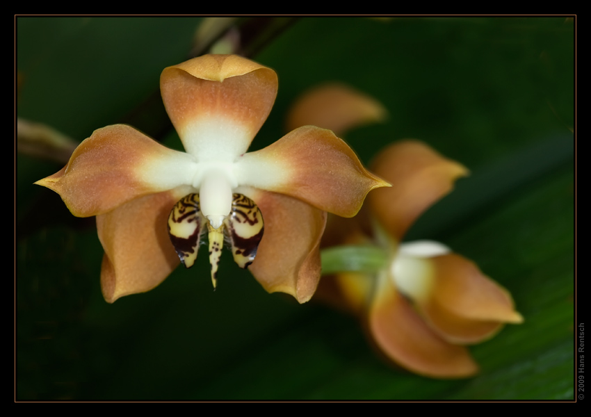 Orchidee Ausstellung Botanischer Garten Basel