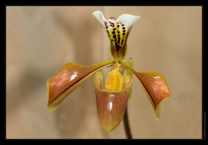 Orchidee Ausstellung Botanischer Garten Basel