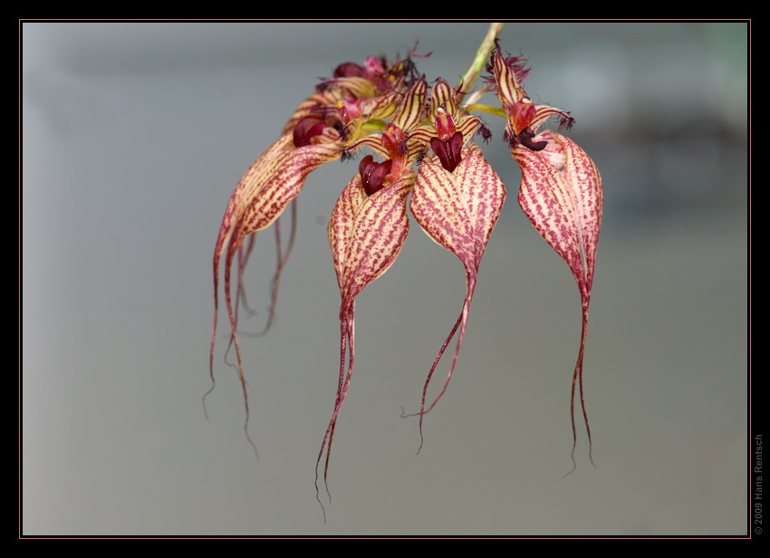 Orchidee Ausstellung Botanischer Garten Basel