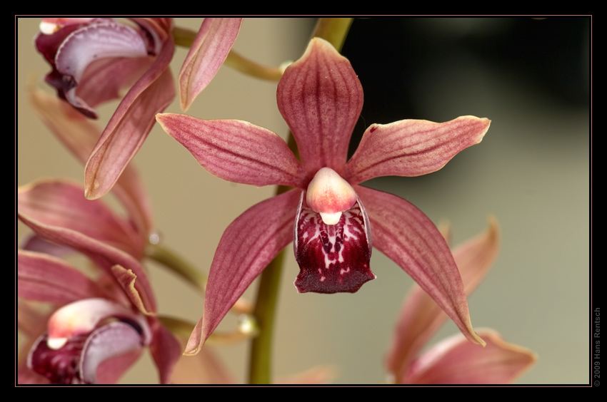 Orchidee Ausstellung Botanischer Garten Basel