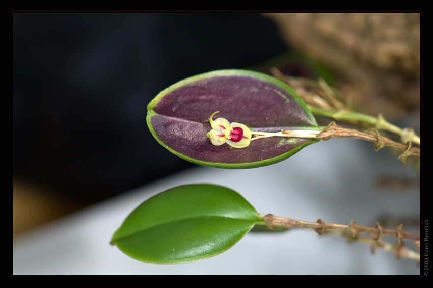 Orchidee Ausstellung Botanischer Garten Basel