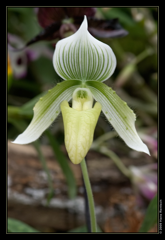 Orchidee Ausstellung Botanischer Garten Basel