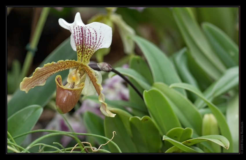 Orchidee Ausstellung Botanischer Garten Basel