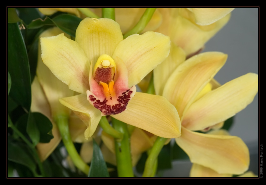 Orchidee Ausstellung Botanischer Garten Basel