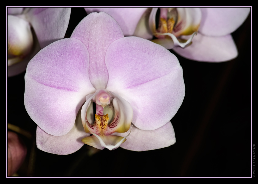 Orchidee Ausstellung Botanischer Garten Basel