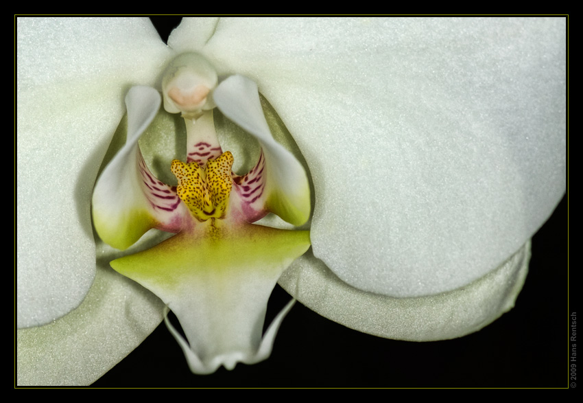 Orchidee Ausstellung Botanischer Garten Basel