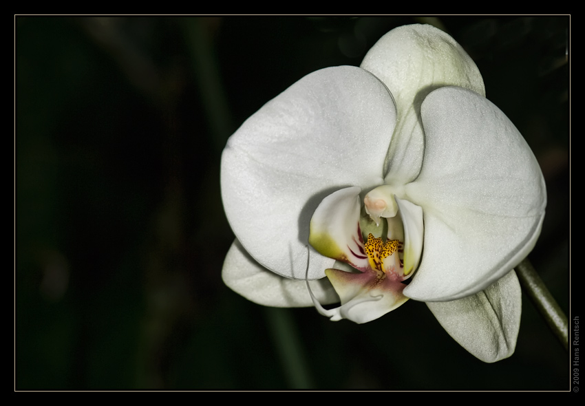 Orchidee Ausstellung Botanischer Garten Basel