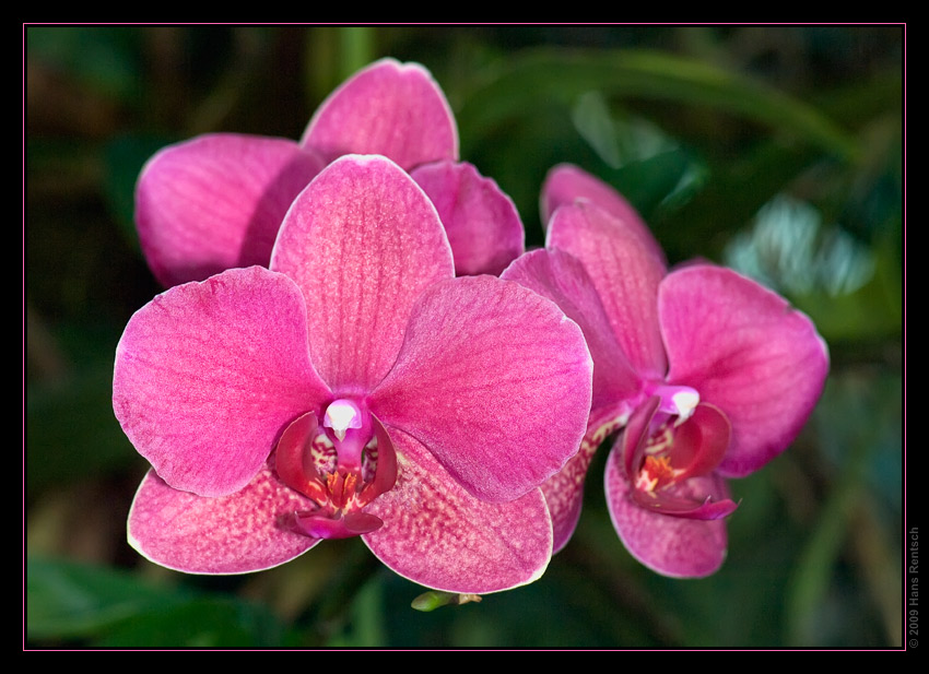 Orchidee Ausstellung Botanischer Garten Basel